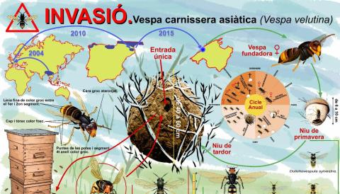 Vespa asiàtica