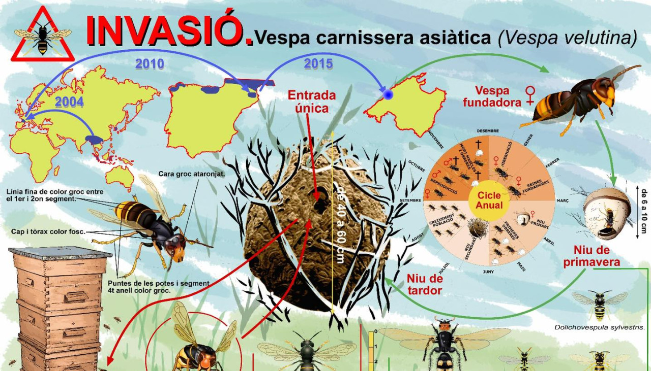 Vespa asiàtica